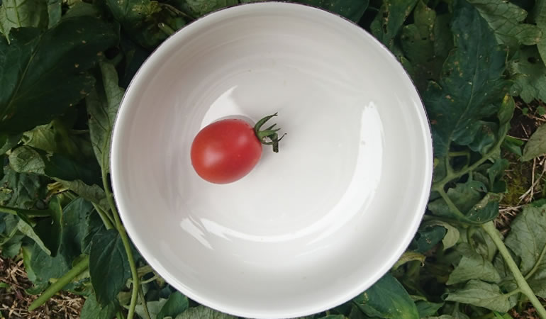 収穫したトマト