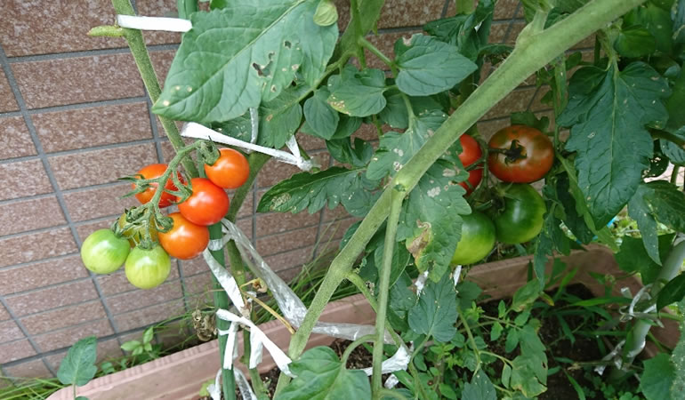 赤くなってきたトマト