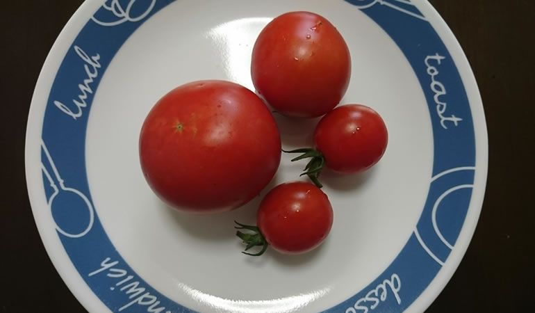 真っ赤なトマト