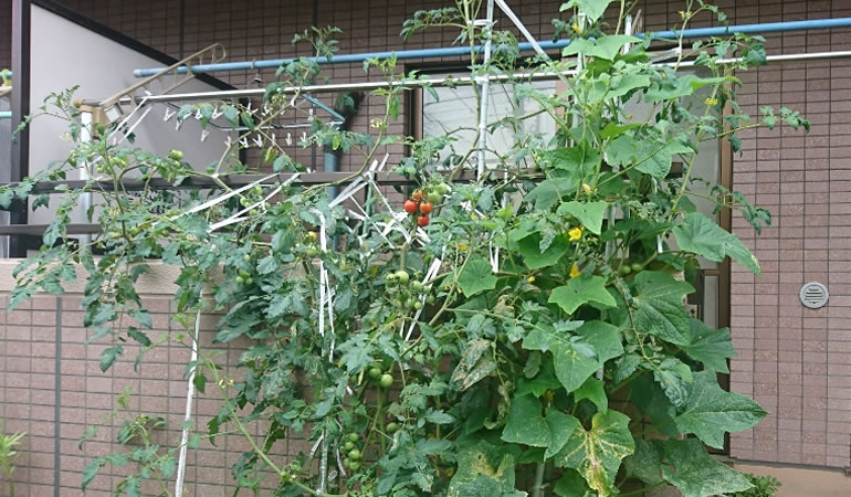 まだまだ成長中。