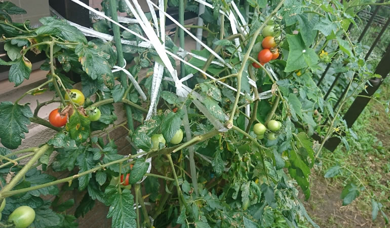 赤くなってくるトマト