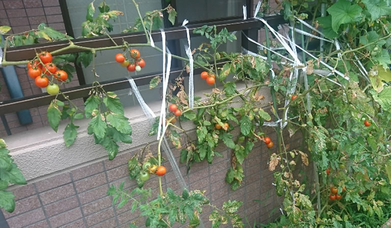 一斉に赤くなったミニトマト