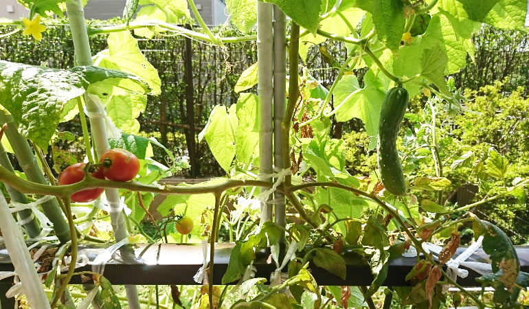 キュウリとトマト