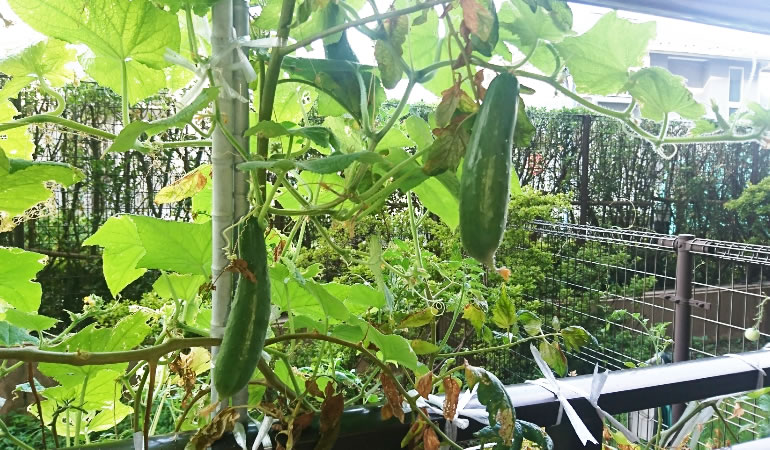 キュウリが良く生っています。