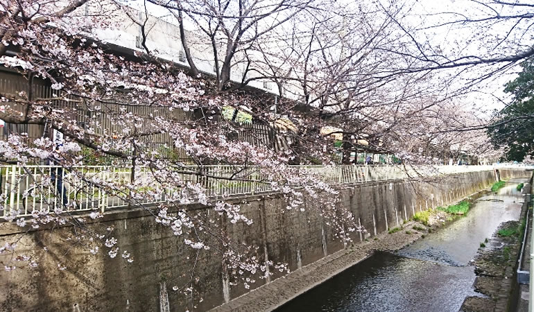 少し寂しい桜