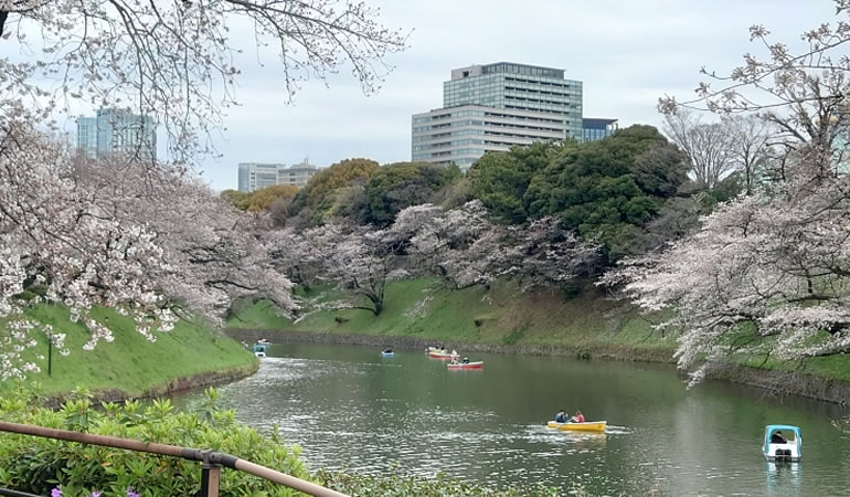 千鳥ヶ淵の桜