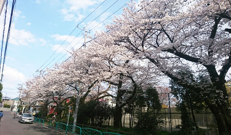 善福寺の桜　その1
