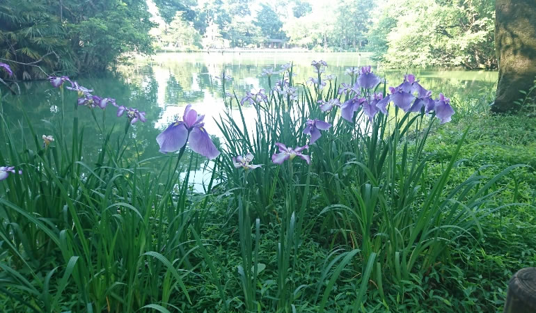 善福寺のあやめ