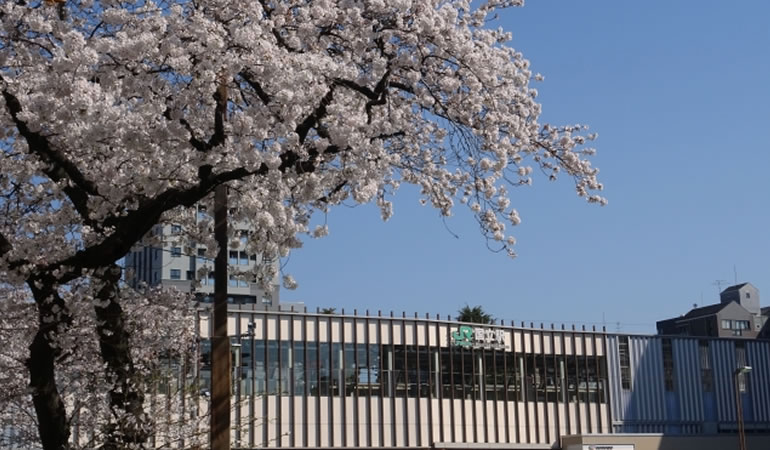 国立駅と桜