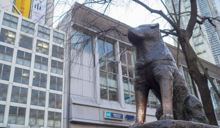 渋谷駅のハチ公です。渋谷区をはじめ東京都全域で、離婚協議書の作成、離婚公正証書の作成サポートをしております。　行政書士　瓜生和彦